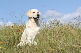 GOLDEN RETRIEVER 367